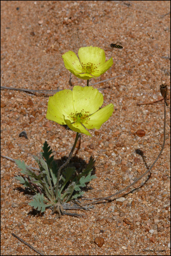 Iceland poppy (Oreomecon nudicaulis)