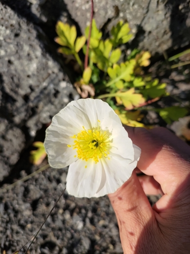 Iceland poppy (Oreomecon nudicaulis)