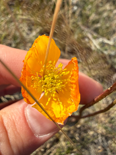 Iceland poppy (Oreomecon nudicaulis)