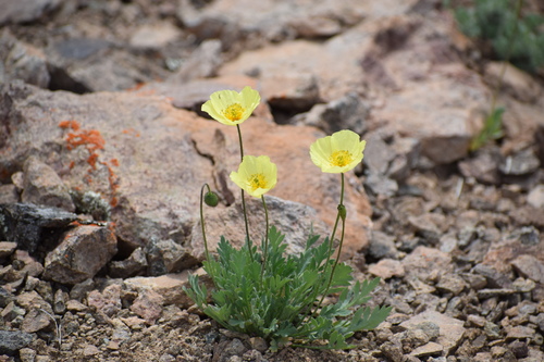 Iceland poppy (Oreomecon nudicaulis)