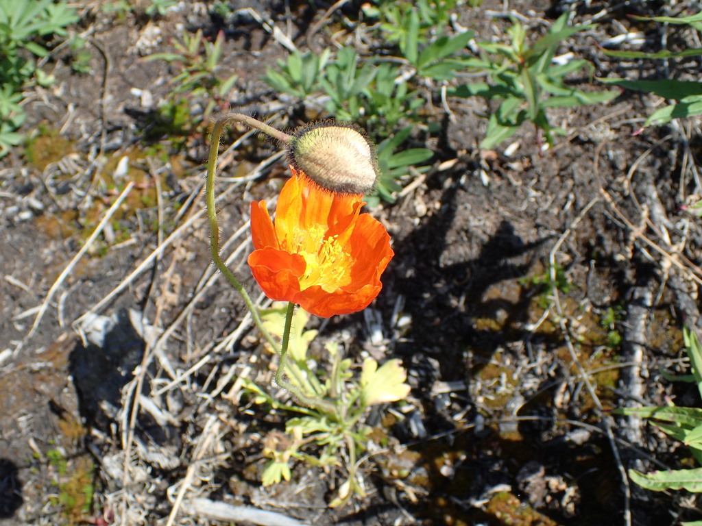 Iceland poppy (Oreomecon nudicaulis)