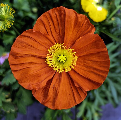 Iceland poppy: Oreomecon nudicaulis - Androecium