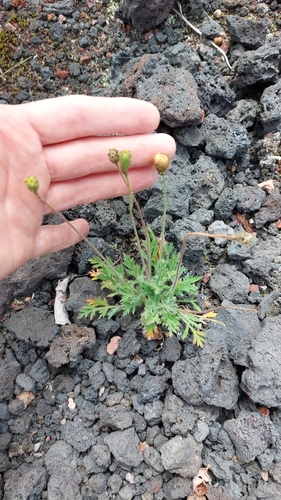 Iceland poppy (Oreomecon nudicaulis)