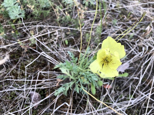 Iceland poppy (Oreomecon nudicaulis)