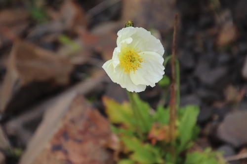 Iceland poppy (Oreomecon nudicaulis)