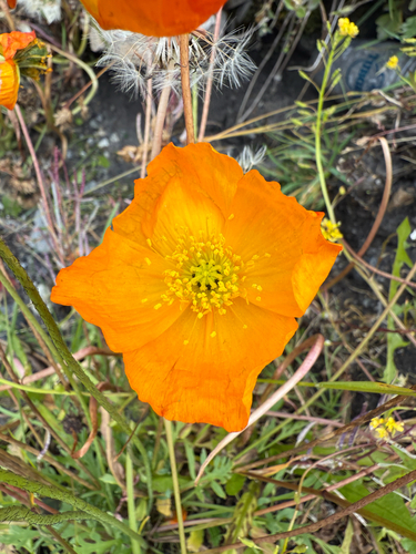 Iceland poppy (Oreomecon nudicaulis)