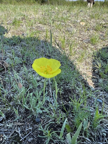 Iceland poppy (Oreomecon nudicaulis)