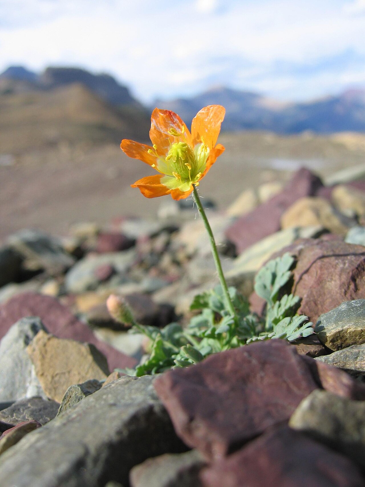 Alpine poppy: The alpine glacier poppy ( Papaver pygmaeum ) is one of the many species of wildflower found in the Logan Pass Important Plant Area (IPA), Glacier National Park