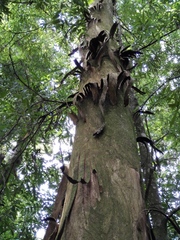 Oreomunnea mexicana (Oreomunnea mexicana)