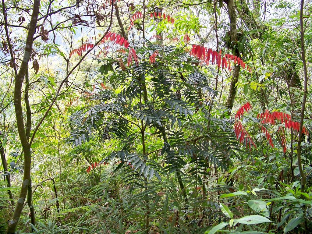 Oreomunnea mexicana (Oreomunnea mexicana)