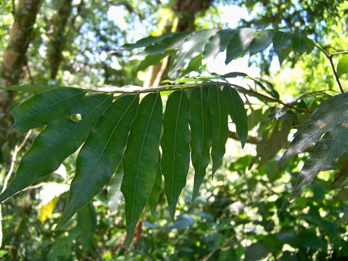 Oreomunnea mexicana (Oreomunnea mexicana)