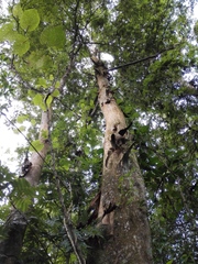 Oreomunnea mexicana (Oreomunnea mexicana)
