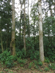 Oreomunnea mexicana (Oreomunnea mexicana)
