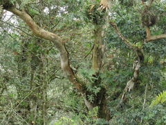 Oreomunnea mexicana (Oreomunnea mexicana)