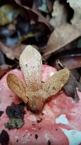 Oreomunnea mexicana (Oreomunnea mexicana)