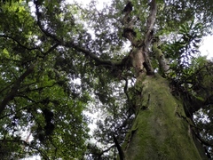 Oreomunnea mexicana (Oreomunnea mexicana)