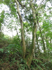 Oreomunnea mexicana (Oreomunnea mexicana)