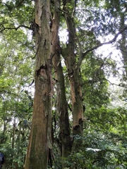 Oreomunnea mexicana (Oreomunnea mexicana)