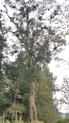 Oreomunnea mexicana (Oreomunnea mexicana)