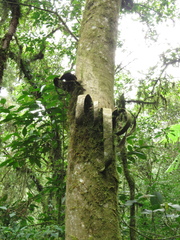 Oreomunnea mexicana (Oreomunnea mexicana)