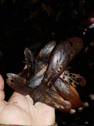 Oreomunnea pterocarpa (Oreomunnea pterocarpa)