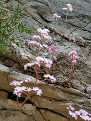 Oresitrophe rupifraga (Oresitrophe rupifraga)