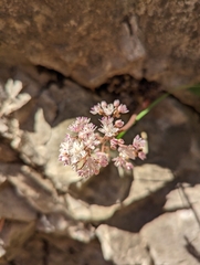 Oresitrophe rupifraga (Oresitrophe rupifraga)