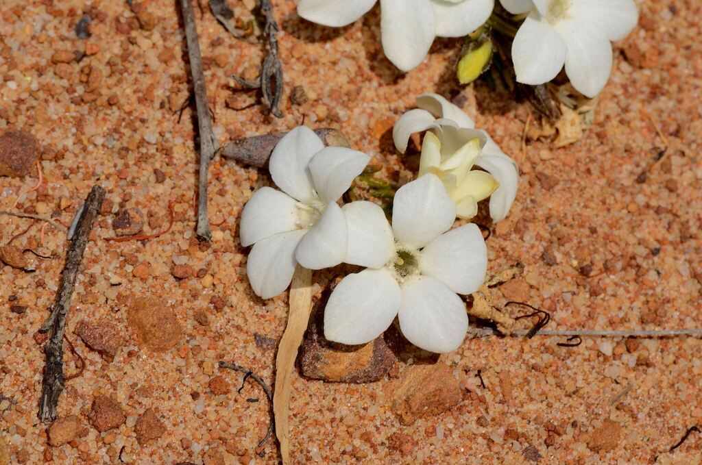 Orianthera callosa (Orianthera callosa)