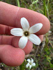 Orianthera campanulata (Orianthera campanulata)