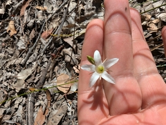 Orianthera campanulata (Orianthera campanulata)