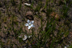 Orianthera campanulata (Orianthera campanulata)