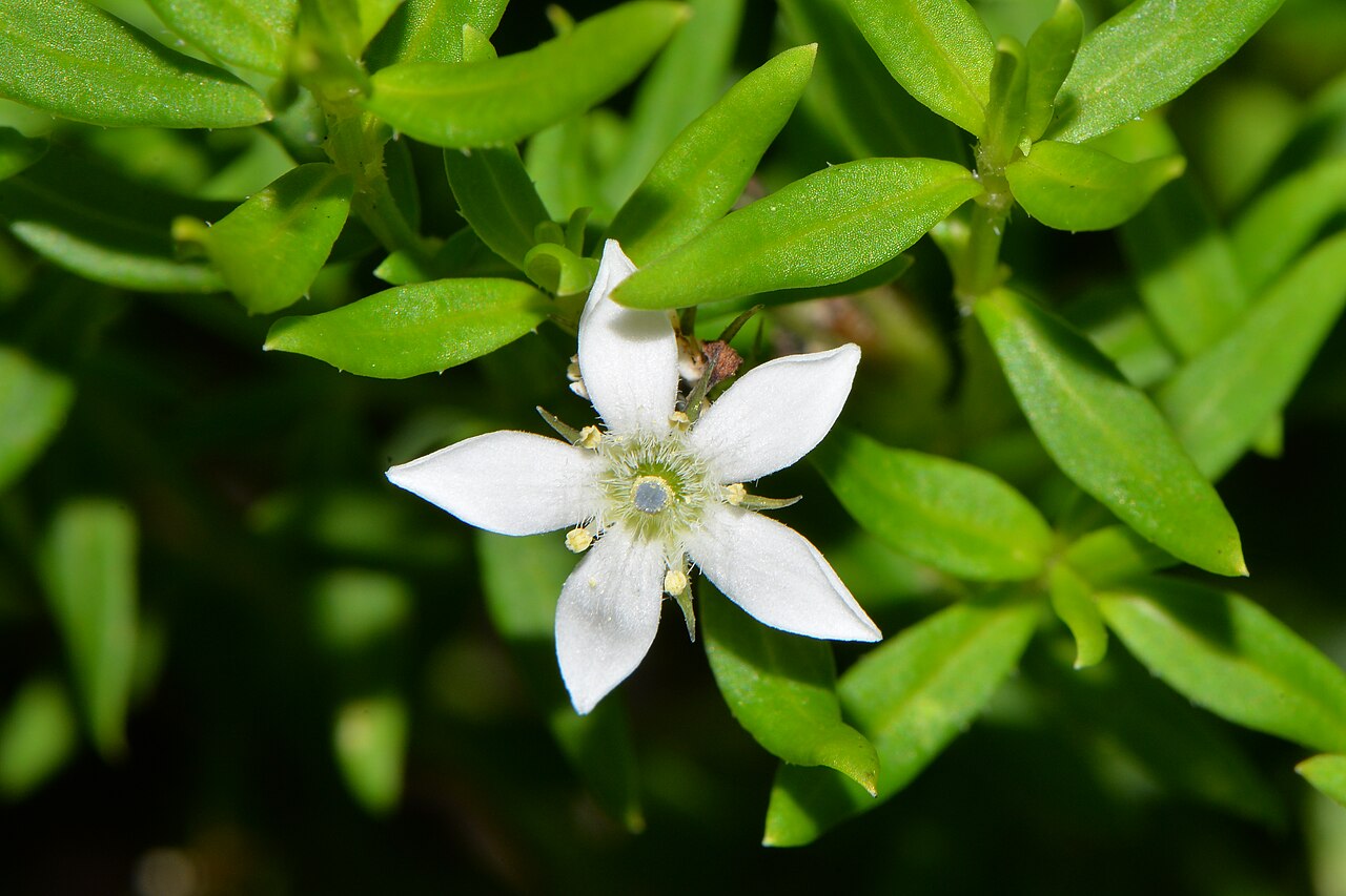 Orianthera campanulata: Bell-flowered Logania Looking fresh under the Jarrah/Marri trees. Photo: Fred