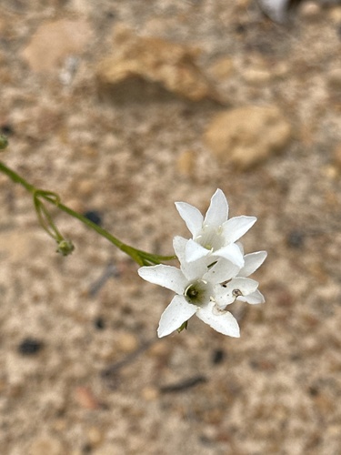 Orianthera campanulata (Orianthera campanulata)