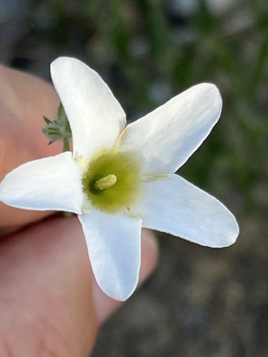 Orianthera campanulata (Orianthera campanulata)