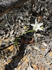 Orianthera campanulata (Orianthera campanulata)
