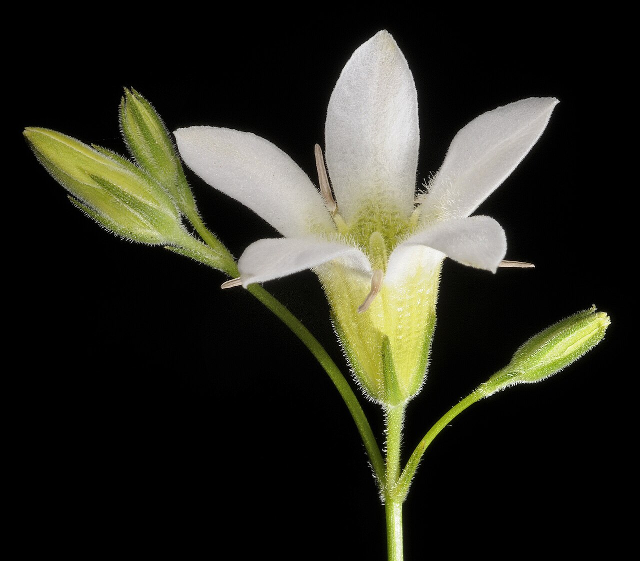 Orianthera campanulata: KRT3940