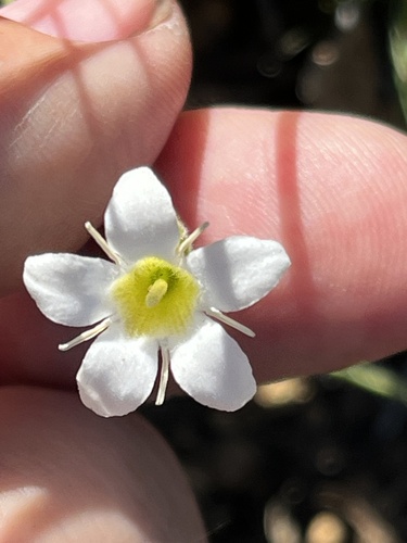 Orianthera campanulata (Orianthera campanulata)