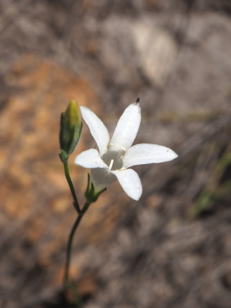 Orianthera campanulata (Orianthera campanulata)