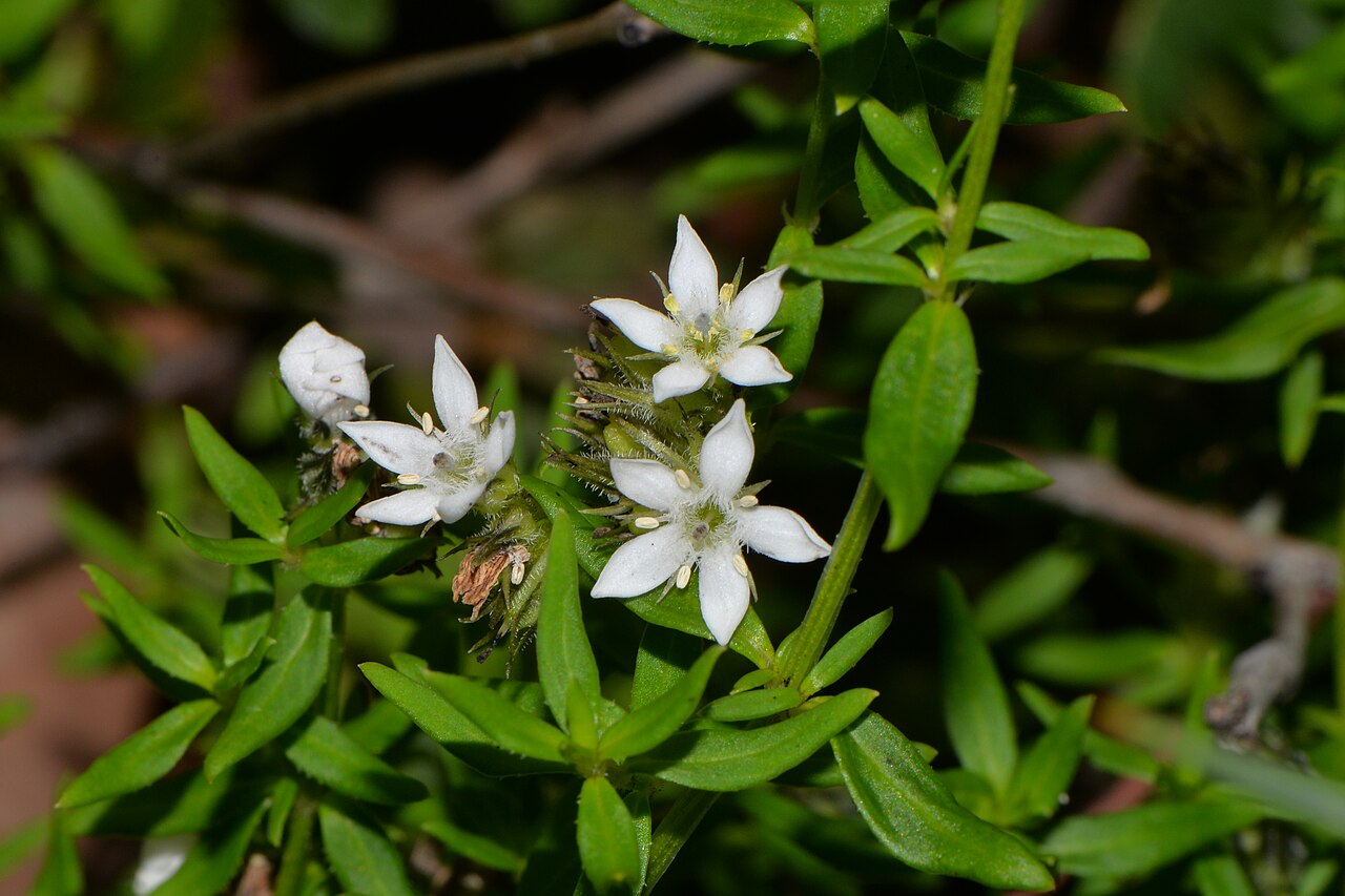 Orianthera campanulata: Bell-flowered Logania Looking fresh under the Jarrah/Marri trees. Photo: Fred