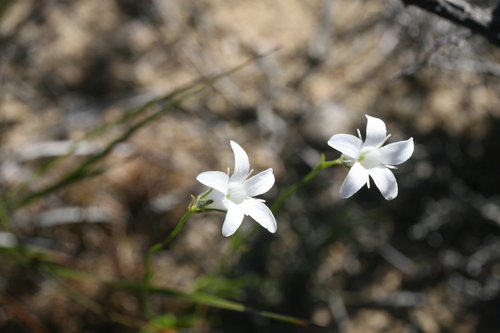 Orianthera campanulata (Orianthera campanulata)