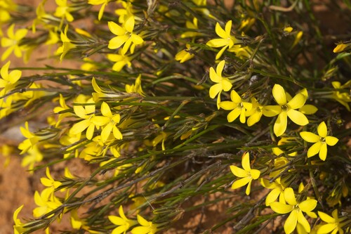 Orianthera flaviflora (Orianthera flaviflora)