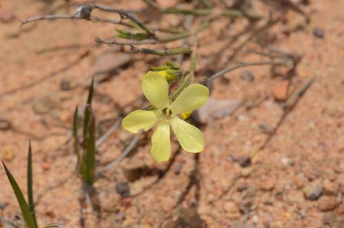 Orianthera flaviflora (Orianthera flaviflora)