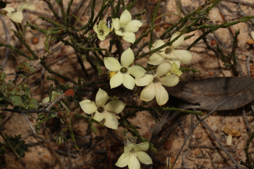 Orianthera flaviflora (Orianthera flaviflora)