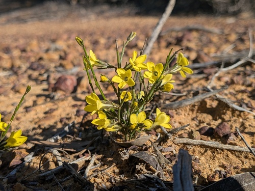 Orianthera flaviflora (Orianthera flaviflora)