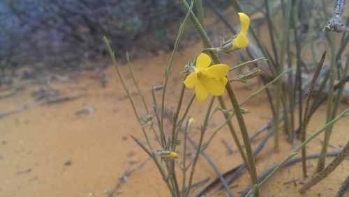 Orianthera flaviflora (Orianthera flaviflora)