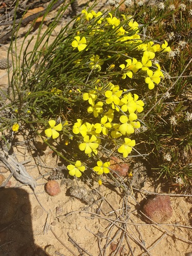 Orianthera flaviflora (Orianthera flaviflora)