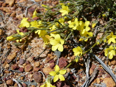Orianthera flaviflora (Orianthera flaviflora)