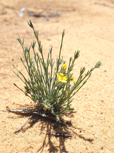 Orianthera flaviflora (Orianthera flaviflora)