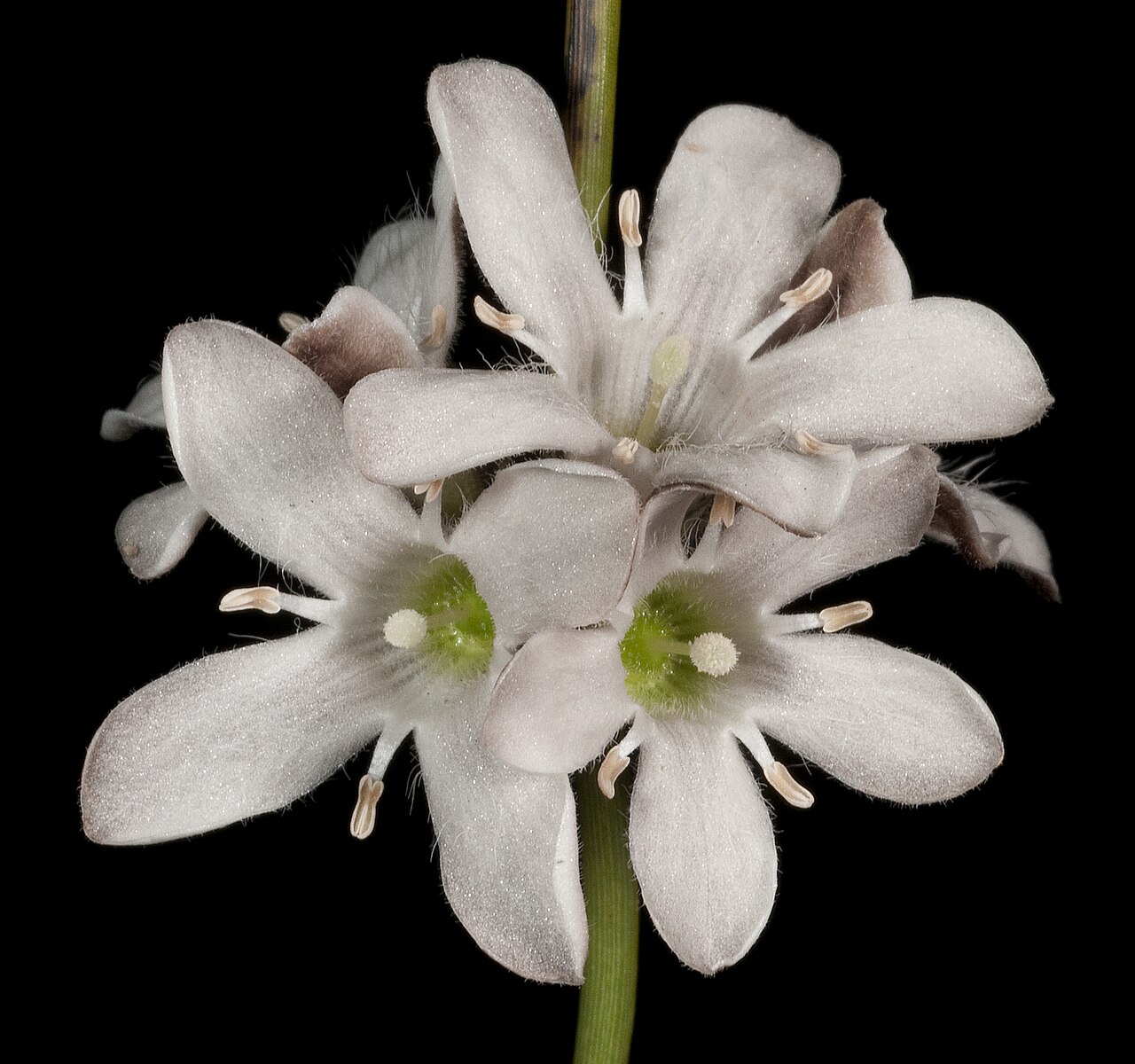 Orianthera judithiana: KRT4326