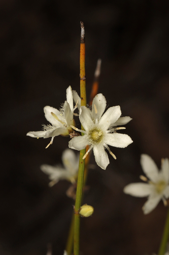 Orianthera nuda (Orianthera nuda)